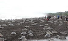 Sea Turtles Nesting Costa Rica