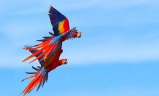 Scarlet Macaws Costa Rica