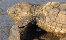 Costa Rica Sea Turtles Trapped Fishing Nets