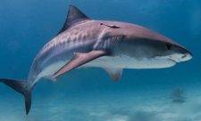 Shark Attack Costa Rica