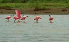 Costa Rica Wetlands