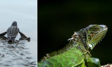 Costa Rica's Biodiversity