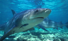 Costa Rica Shark Attacks