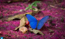 Costa Rica Butterfly Farms
