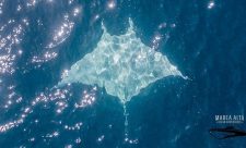 Albino Manta Ray Costa Rica