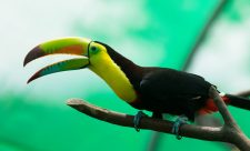Costa Rica Volunteer Programs