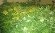 Marijuana Lab in Escazu