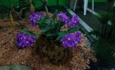 Costa Rican Orchid Smugglers