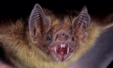 Vampre Bat, Costa Rica Bats, Costa Rica Animals