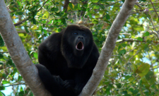 Costa Rica, Ecology, Nature, Monkeys, Howler Monkeys, Pesticides