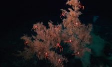 Cota Rica Marine Ecosystems
