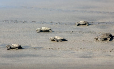 Sea Turtle Conservation in Costa Rica