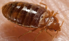Bed bugs are back in Costa Rica after 20 years