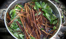 Ayahuasca, Tea, Costa Rica